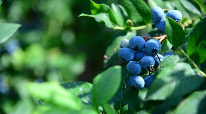 Blueberries on Farm